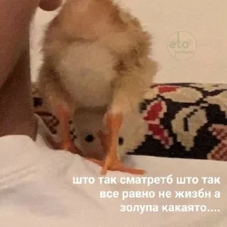 🥓 Анальная фея, sticker Telegram 17 sur 76
