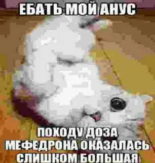 анальная дыра @sketer1337