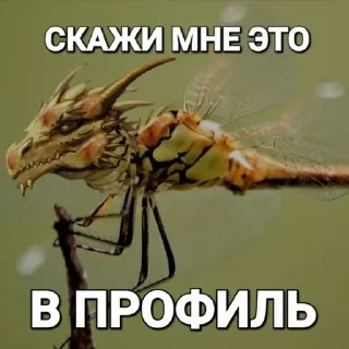 🌟 Шершикс плюс, стикер Telegram 15 из 36