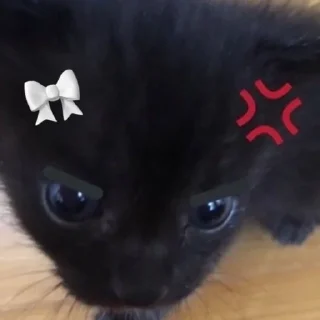 😡 нявкі😯, sticker Telegram 8 sur 16