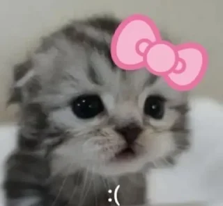 😿 нявкі😯, sticker Telegram 6 sur 16