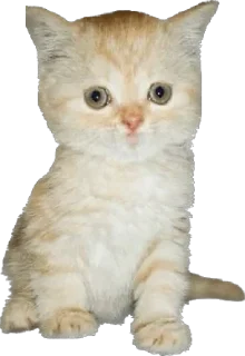 😕 Приколы, Telegram sticker 14 of 120
