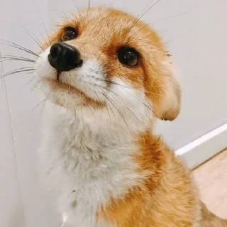 🦊 Глебь🕷, стикер Telegram 20 из 22