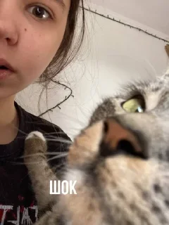 🌟 👰🏿‍♂️, стікер Telegram 17 з 42