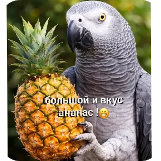 Самые милые на свете попугаи жако и их друзья