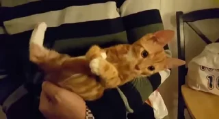 кавунчик коло