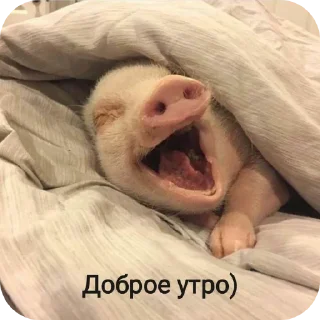 свинки 🐷