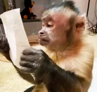 🌟 бибизяны, стикер Telegram 14 из 34
