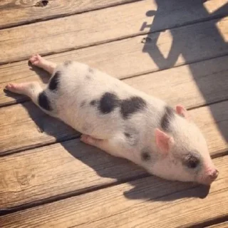Хрюши🐷