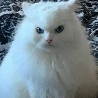 🔅 This is hueta, стикер Telegram 10 из 47