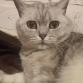 🐱 кузя!!, стікер Telegram 19 з 36