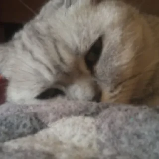 🐱 кузя!!, стікер Telegram 14 з 36