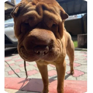 🌞 Arrnik, sticker Telegram 23 sur 45