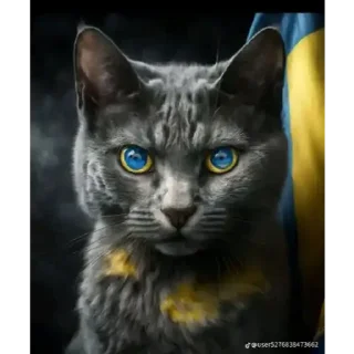 😀 Українські коти, sticker Telegram 9 sur 23