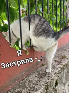 😐 Мурка А ну-ка давай-ка, sticker Telegram 24 sur 24