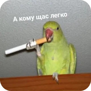 🐦 Мама Люба Давай, Telegram sticker 1 of 15