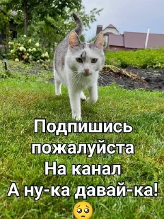 🥺 Мурка А ну-ка давай-ка, sticker Telegram 12 sur 24