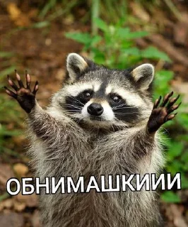 Что-то енотское @Stikerhi_bot
