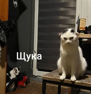 🐱 my prec13ous 👺 @iamgedyku, стікер Telegram 6 з 78