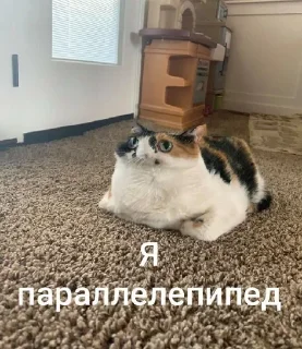 🐱 my prec13ous 👺 @iamgedyku, стікер Telegram 20 з 78