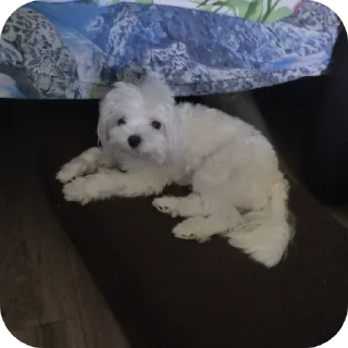 🐶 Helly Princesses, стикер Telegram 11 из 24