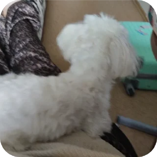 🐶 Helly Princesses, стикер Telegram 18 из 24