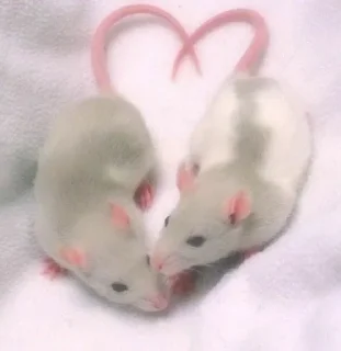 🐀 Love for you, стікер Telegram 22 з 63