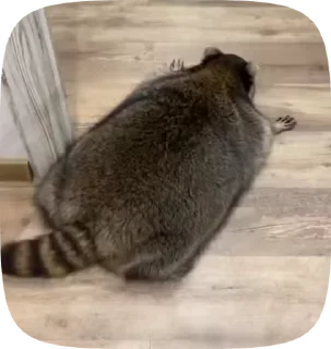 raccoons🦝