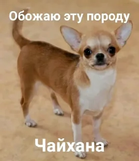 😮‍💨 Ugly Lark, стикер Telegram 9 из 99