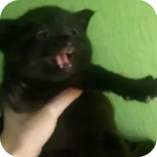 😺 коты ебучие, стікер Telegram 21 з 69