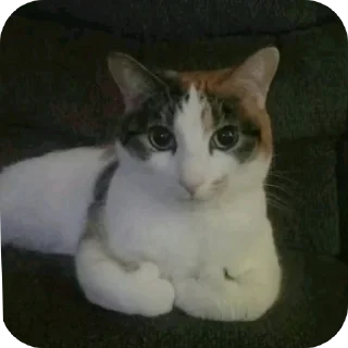 🐱 krSya:3, стікер Telegram 23 з 87