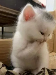 😜 пон, стікер Telegram 5 з 71