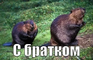 🦫 СЮДА - @rozygryshi_ot_bobra, стікер Telegram 5 з 12