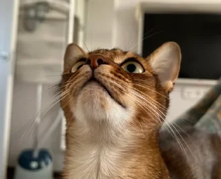 🙀 Ириска фотки😺😺😺, стикер Telegram 5 из 57