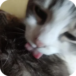 🐱 кошка (муся), стикер Telegram 12 из 24
