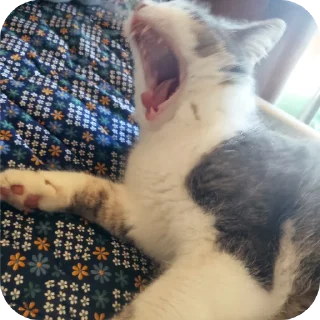 🐱 кошка (муся), стикер Telegram 9 из 24