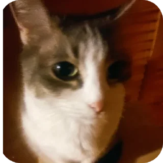 🐱 кошка (муся), стикер Telegram 11 из 24