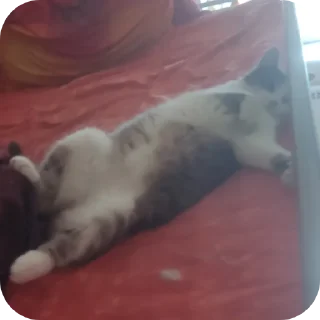 🐱 кошка (муся), стикер Telegram 18 из 24