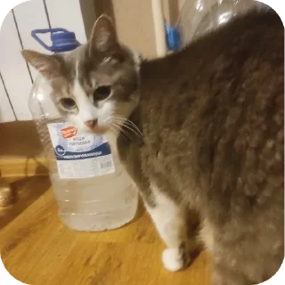 🐱 кошка (муся), стикер Telegram 6 из 24