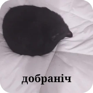 🐱 Бобр як сенс життя, Telegram sticker 14 of 29