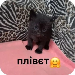 🐱 Бобр як сенс життя, Telegram sticker 21 of 29