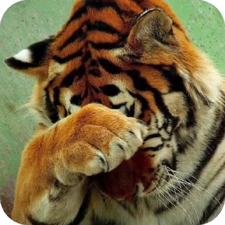 🤦 йоу:: @gguuiopt, Telegram sticker 21 of 42