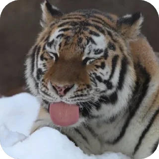 👅 йоу:: @gguuiopt, Telegram sticker 17 of 42