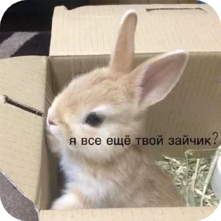 🐱 Куёнчалар, Telegram sticker 14 of 77