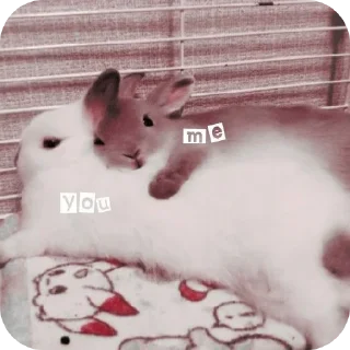 🐱 Куёнчалар, Telegram sticker 10 of 77