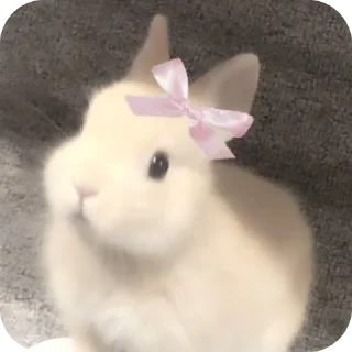🐱 Куёнчалар, Telegram sticker 9 of 77