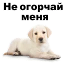 😃 @TVstickers Puppies, Telegram sticker 14 of 119
