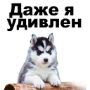 😍 @TVstickers Puppies, Telegram sticker 17 of 119