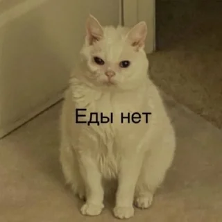🥺 cats and not only, sticker Telegram 6 sur 120