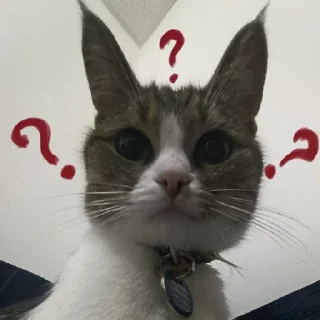 ❓ мама и барсик 😘, стикер Telegram 10 из 16